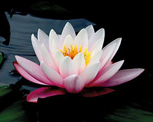 Lotus